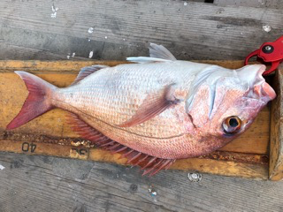 幸吉丸 釣果