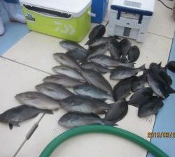 第十八吉栄丸 釣果