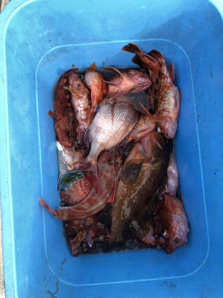 リトルワン 釣果