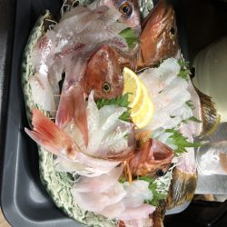 リトルワン 釣果