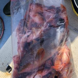 リトルワン 釣果