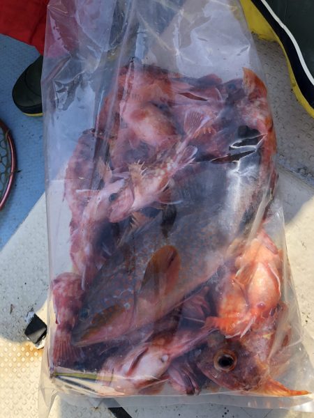 リトルワン 釣果