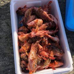 リトルワン 釣果