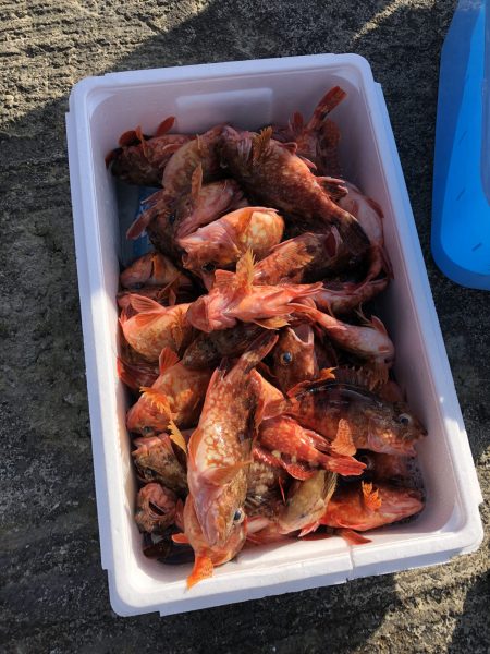 リトルワン 釣果