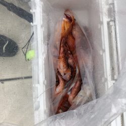 リトルワン 釣果