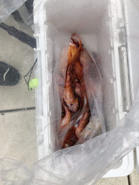 リトルワン 釣果