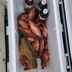 リトルワン 釣果