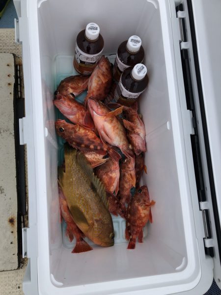 リトルワン 釣果