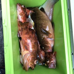 リトルワン 釣果