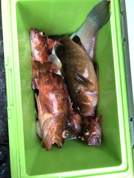 リトルワン 釣果