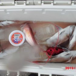 大進丸（新潟） 釣果