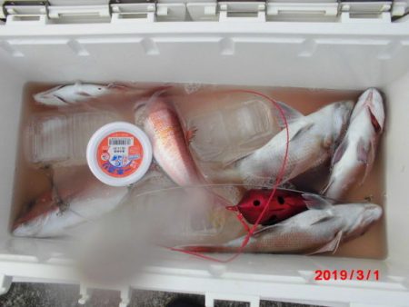 大進丸（新潟） 釣果