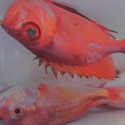 遊漁船 新鋭丸 釣果