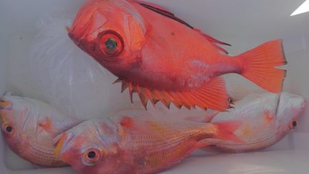 遊漁船 新鋭丸 釣果