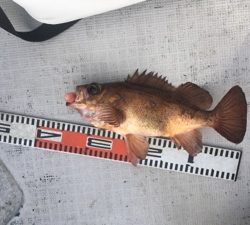 シーモンキー 釣果