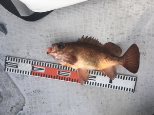 シーモンキー 釣果