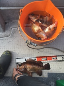 シーモンキー 釣果