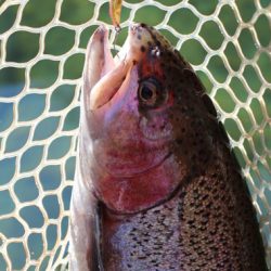 小菅トラウトガーデン 釣果