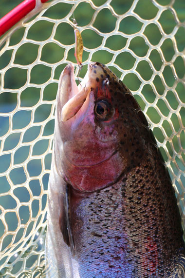 小菅トラウトガーデン 釣果