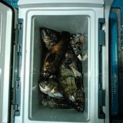 フィッシングガイド りょう 釣果