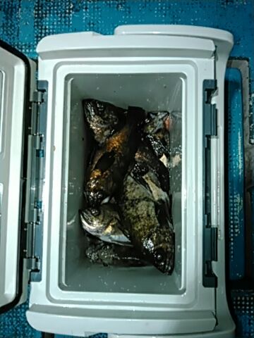 フィッシングガイド りょう 釣果