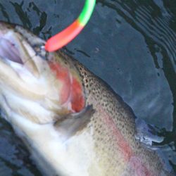 小菅トラウトガーデン 釣果