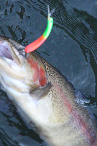 小菅トラウトガーデン 釣果