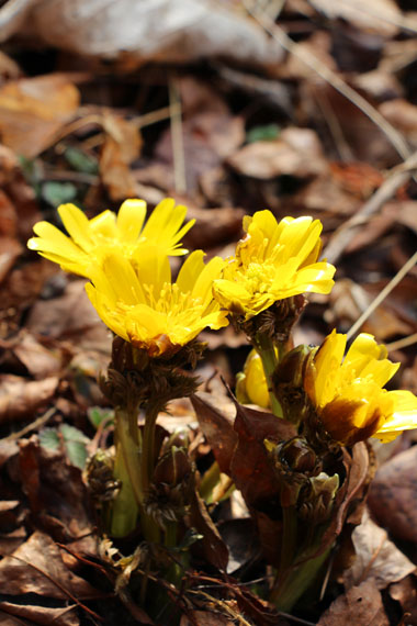 小菅トラウトガーデン 釣果