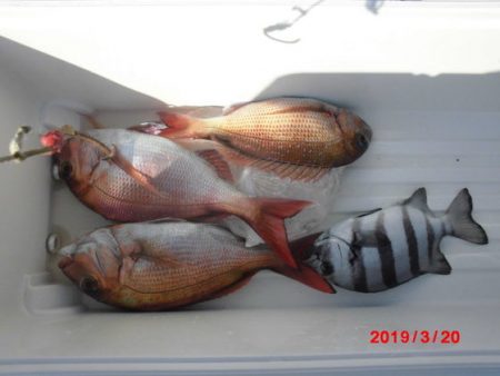 大進丸(新潟) 釣果