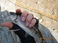 秩父フライフィールド 釣果