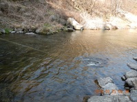 秩父フライフィールド 釣果