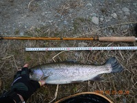 秩父フライフィールド 釣果