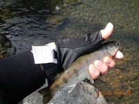 秩父フライフィールド 釣果