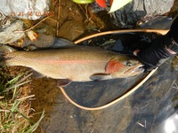 秩父フライフィールド 釣果