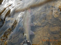 秩父フライフィールド 釣果
