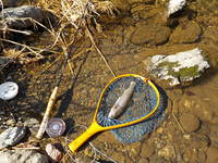 秩父フライフィールド 釣果