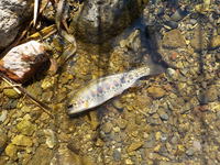 秩父フライフィールド 釣果