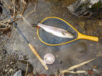 秩父フライフィールド 釣果