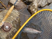 秩父フライフィールド 釣果