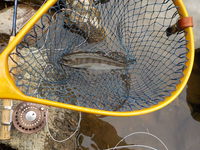 秩父フライフィールド 釣果