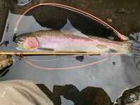 秩父フライフィールド 釣果