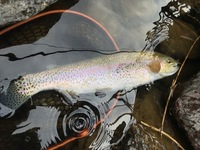 秩父フライフィールド 釣果