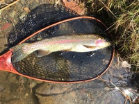 秩父フライフィールド 釣果