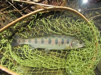 秩父フライフィールド 釣果