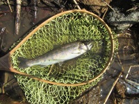 秩父フライフィールド 釣果