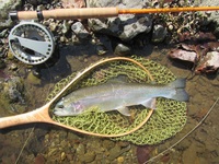 秩父フライフィールド 釣果