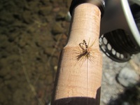 秩父フライフィールド 釣果