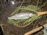 秩父フライフィールド 釣果