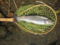 秩父フライフィールド 釣果