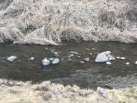 秩父フライフィールド 釣果
